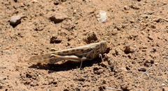 Schistocerca gregaria