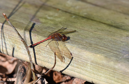 Autumn Meadowhawk