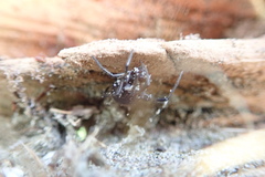 Latrodectus katipo