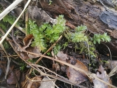 Plagiomnium confertidens