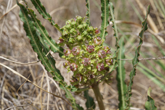 Xysmalobium brownianum