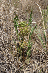 Xysmalobium brownianum