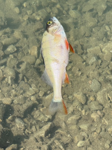 Perca fluviatilis