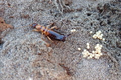 Anisolabis littorea