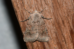 Eucoptocnemis fimbriaris