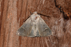 Eucoptocnemis fimbriaris