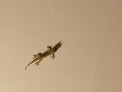 Hemidactylus frenatus