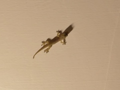 Hemidactylus frenatus