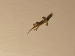 Hemidactylus frenatus
