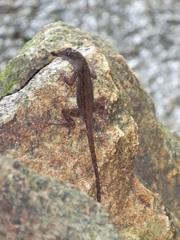 Anolis sagrei