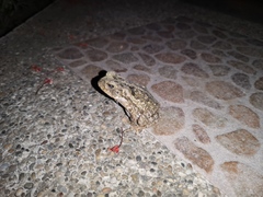 Rhinella horribilis