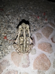 Rhinella horribilis