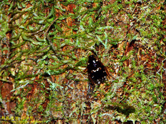 Shelfordina terminalis