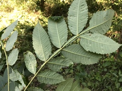 Rhus chinensis
