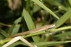 Takydromus stejnegeri