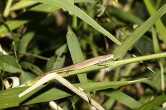 Takydromus stejnegeri