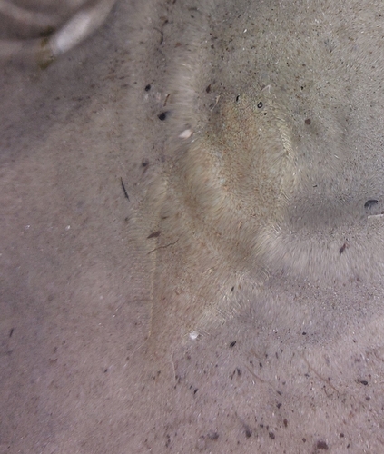 Smooth flounder (Citharichthys stampflii) — Paralichthyidae