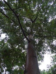 Ceiba pentandra
