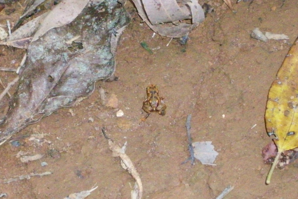 Serra de Macaé Flea Toad