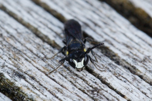 Māori Masked Bee photo 5
