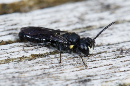 Māori Masked Bee photo 6