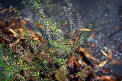 Lepidium ruderale
