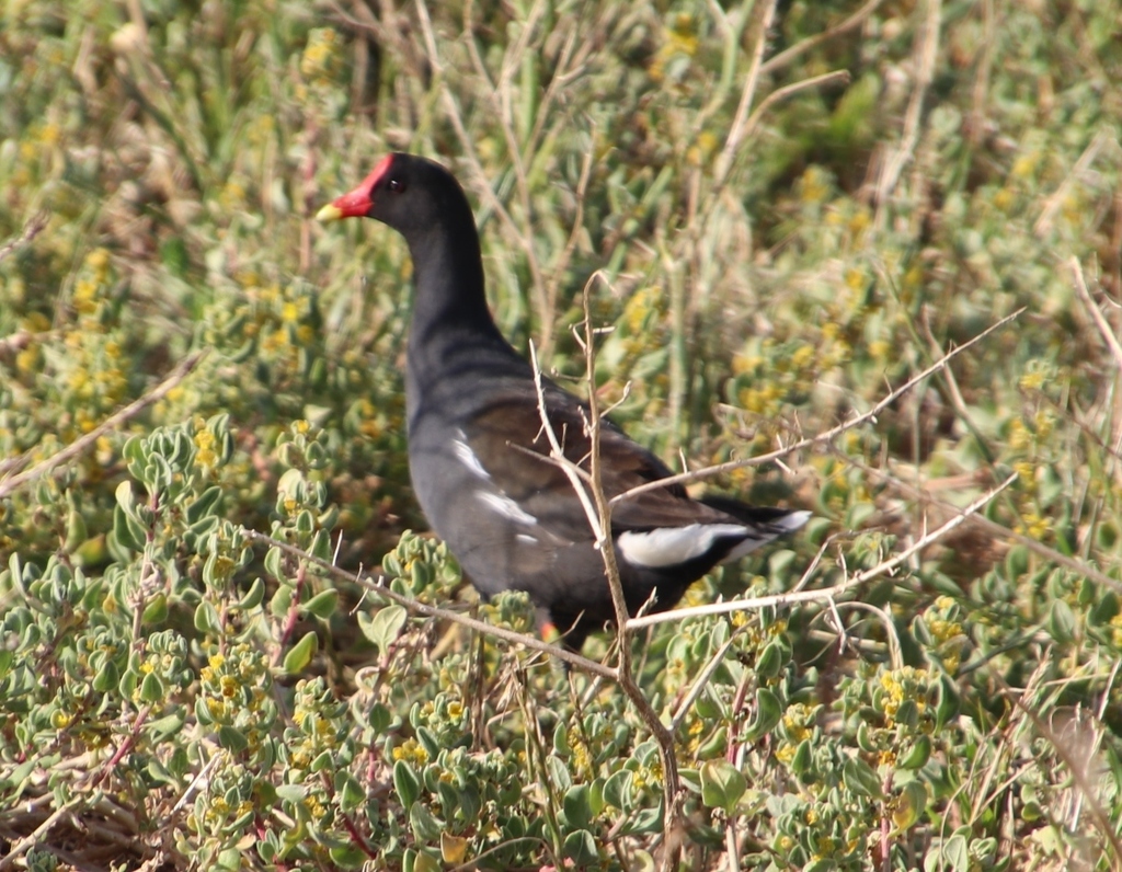 Gallinule poule-d'eau