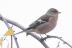 Fringilla coelebs coelebs