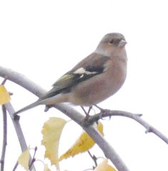 Fringilla coelebs coelebs