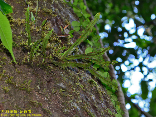Prosaptia alata observed 2019-10-09