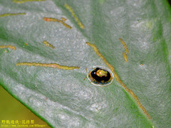 Malayocassis hilaris