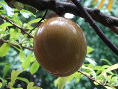 Crescentia cujete