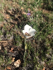 Calochortus ambiguus