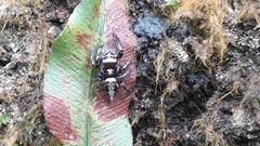 Salticidae