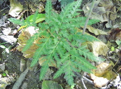 Sceptridium dissectum dissectum