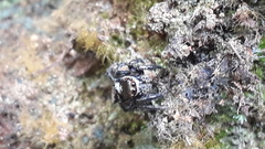 Salticidae