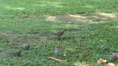 Streptopelia chinensis