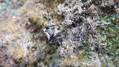 Salticidae