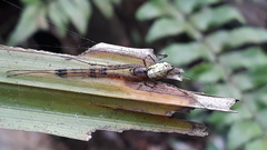 Tylorida