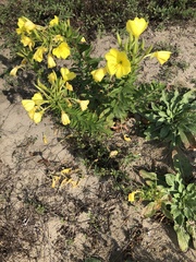 Oenothera stucchii