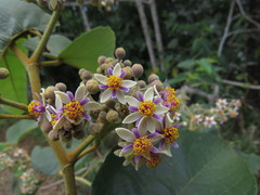 Trichospermum pleiostigma