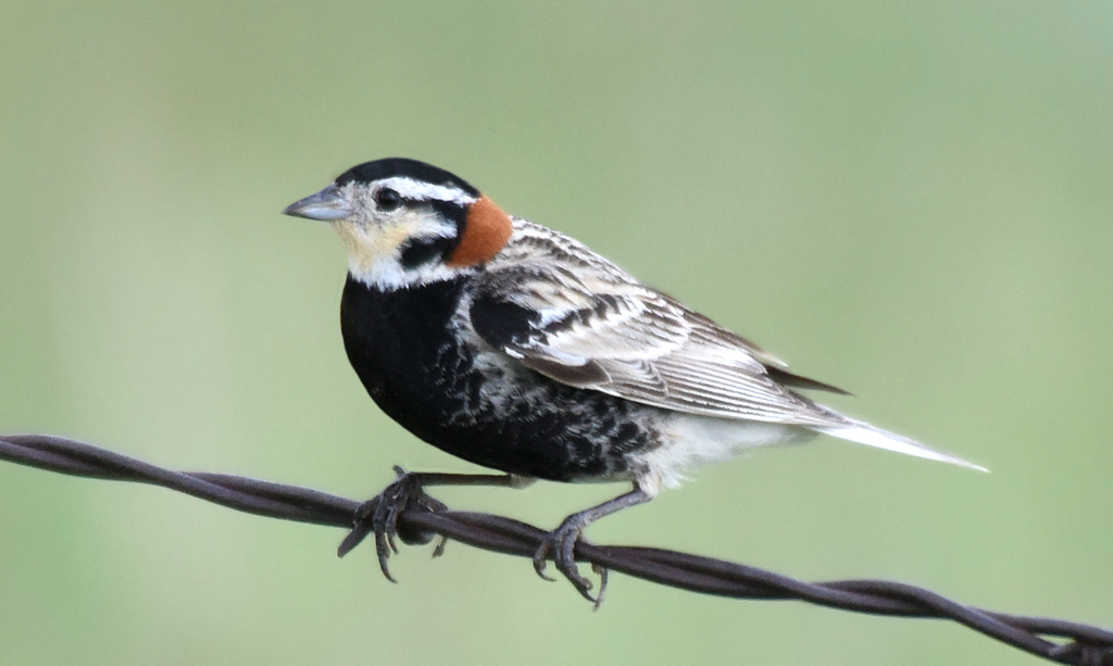 Chestnut-Collared Longspur