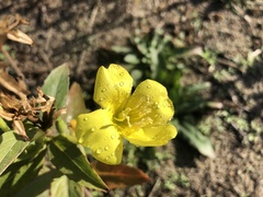Oenothera stucchii