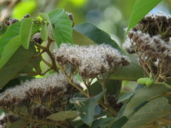 Trichospermum pleiostigma
