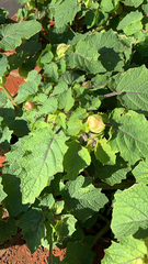 Physalis grisea