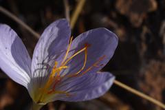 Crocus cancellatus