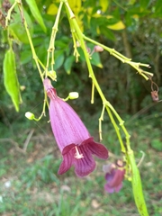 Jacaranda bracteata