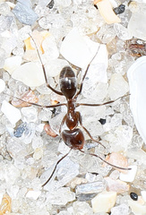 Dorymyrmex medeis