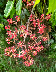 Cissus paullinifolia