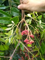 Cissus paullinifolia